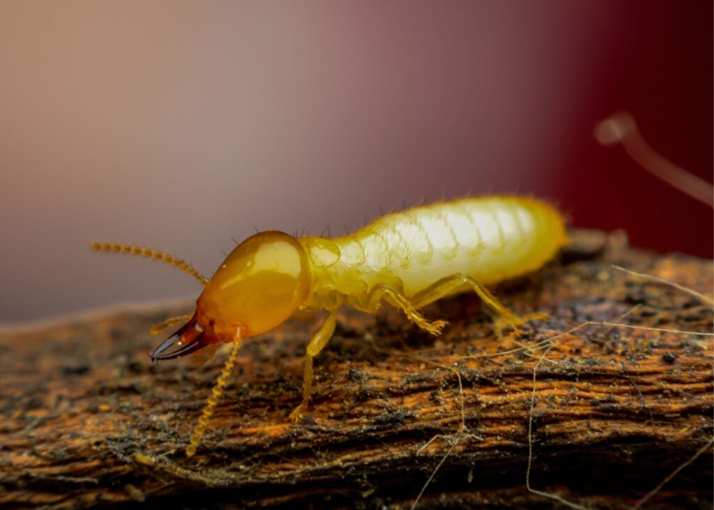 Termite exterminator Selbyville DE