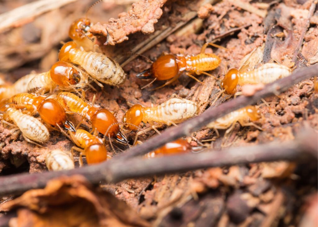 Termite treatment Selbyville DE